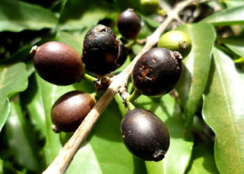 Rediscovery of ‘lost’ coffee species brings hope for Sierra Leone farmers