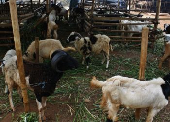 Sierra Leone confirms anthrax outbreak, dozens of animals dead