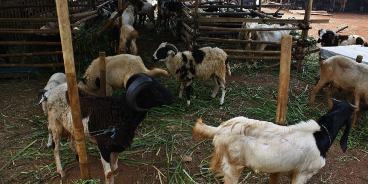 Sierra Leone confirms anthrax outbreak, dozens of animals dead