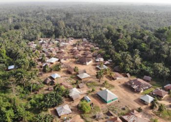 Socfin and the palm oil business: How industrial plantation is costing West Africa’s farmers livelihood and their local economy