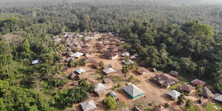 Socfin and the palm oil business: How industrial plantation is costing West Africa’s farmers livelihood and their local economy