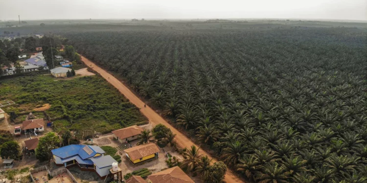 From the town of Sahn, SAC’s plantation stretches as far as the eye can see (Image: Saidu Bah / China Dialogue)