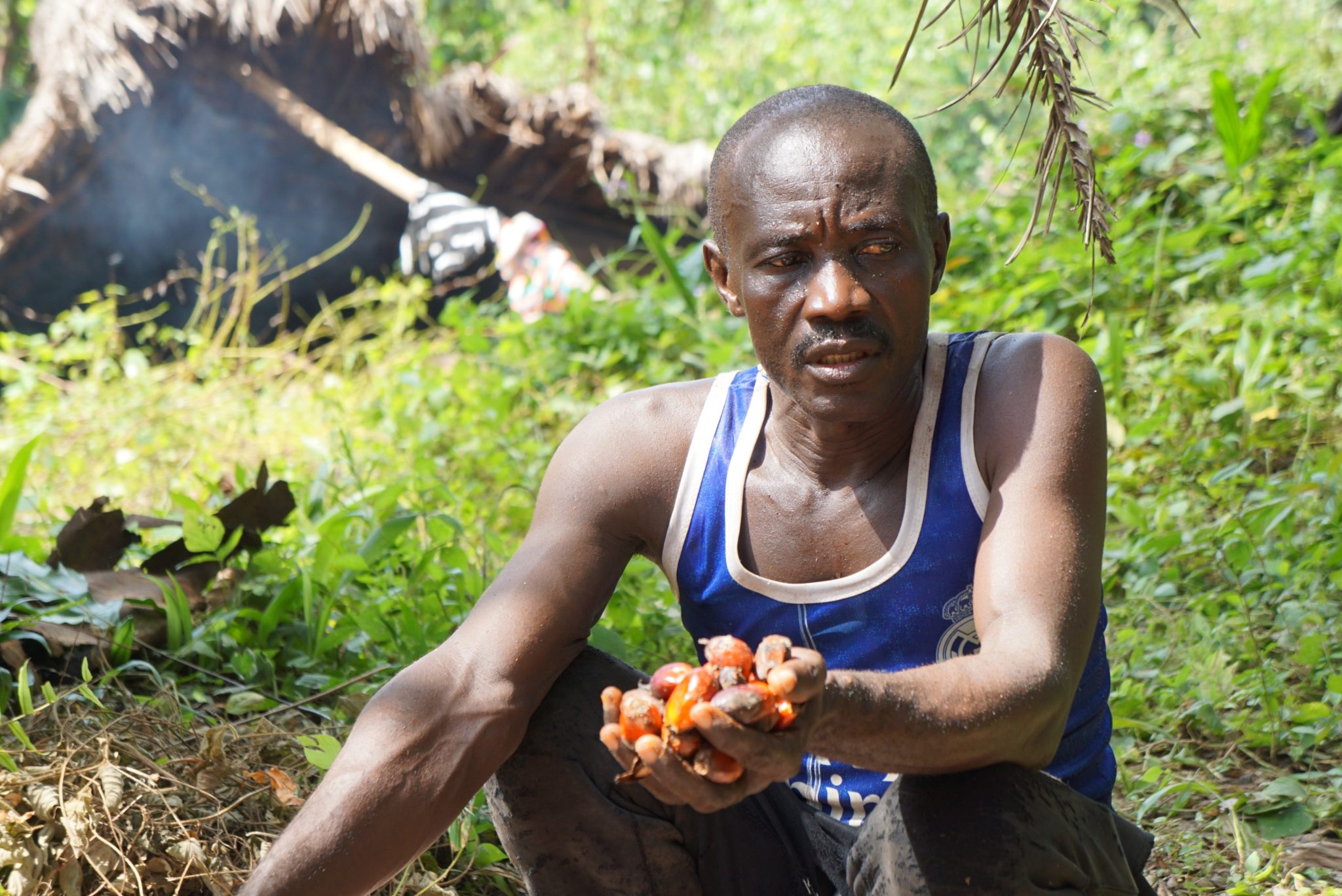 socfin-and-the-palm-oil-business-how-industrial-plantation-is-costing