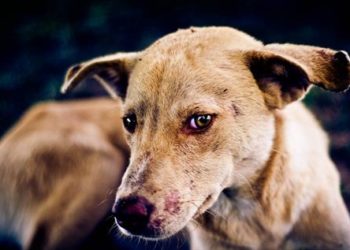 Sierra Leone: Scale-up anti-rabies strategy focuses on awareness raising  