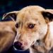 Sierra Leone: Scale-up anti-rabies strategy focuses on awareness raising