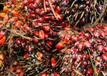 First Palm Oil Barometer challenges negative public perception on palm oil sustainability