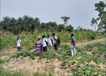 Sierra Leone: Kombra Farm pilot phase shows progress
