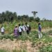 Sierra Leone: Kombra Farm pilot phase shows progress