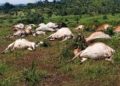 Dead cattle discovered in a field in Kelima Bendu Town, Foyah District, Lofa County, Liberia. Photo, Tokpa Tarnue, Liberian Daily Observer