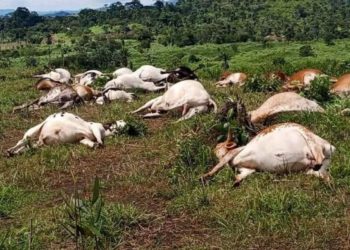 Dead cattle discovered in a field in Kelima Bendu Town, Foyah District, Lofa County. Photo, Tokpa Tarnue, Liberian Daily Observer