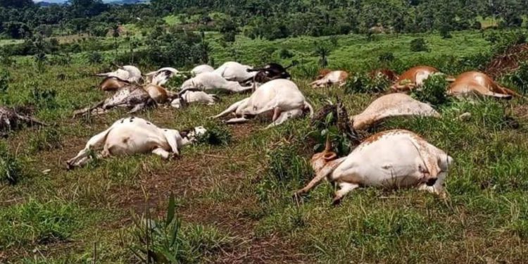 Dead cattle discovered in a field in Kelima Bendu Town, Foyah District, Lofa County. Photo, Tokpa Tarnue, Liberian Daily Observer