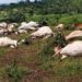 Dead cattle discovered in a field in Kelima Bendu Town, Foyah District, Lofa County. Photo, Tokpa Tarnue, Liberian Daily Observer