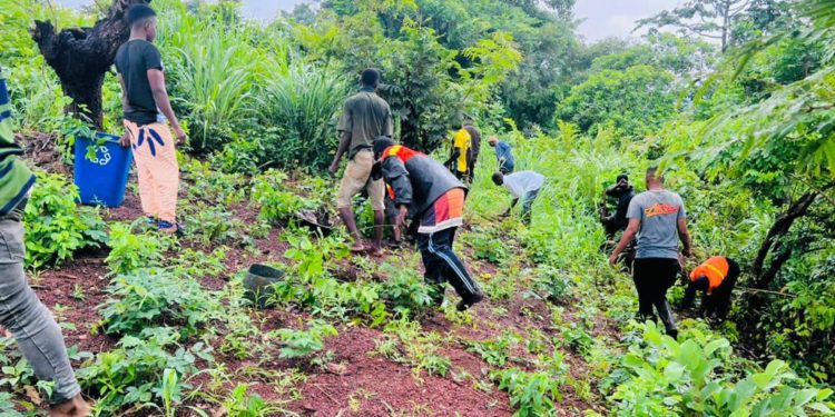 Project 1808 volunteers planting trees in the Koinadugu College campus in Kabala. Phot credit, Project 1808 Incorporate.