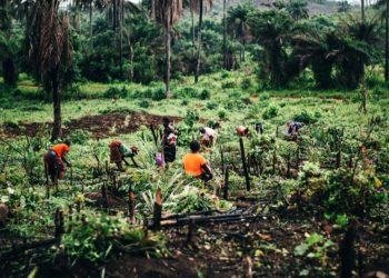 Female gardeners in Kamakwei, Karene District, Northern Sierra Leone. Photo credit, Morrie Koroma, ManoReporters