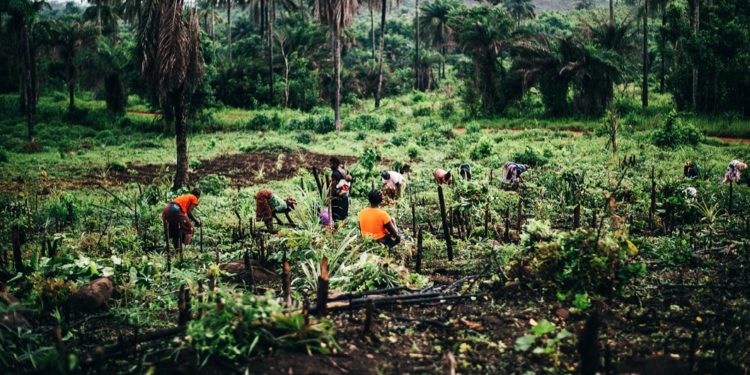 Female gardeners in Kamakwei, Karene District, Northern Sierra Leone. Photo credit, Morrie Koroma, ManoReporters