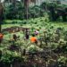 Female gardeners in Kamakwei, Karene District, Northern Sierra Leone. Photo credit, Morrie Koroma, ManoReporters