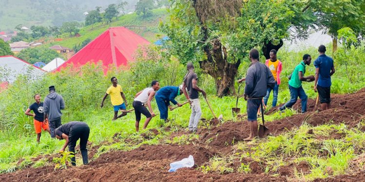 Students of Koinadugu College work at the institution's campus in Kabala as part of their Green Yard initiative. Photo, Koinadugu College