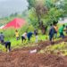 Students of Koinadugu College work at the institution's campus in Kabala as part of their Green Yard initiative. Photo, Koinadugu College