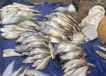 Image, Emma Black, ManoReporters