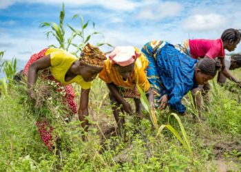 Women farmers in Kenema weed a maize crop land. Image, Mr. Scott, PRO, ministry of agriculture.