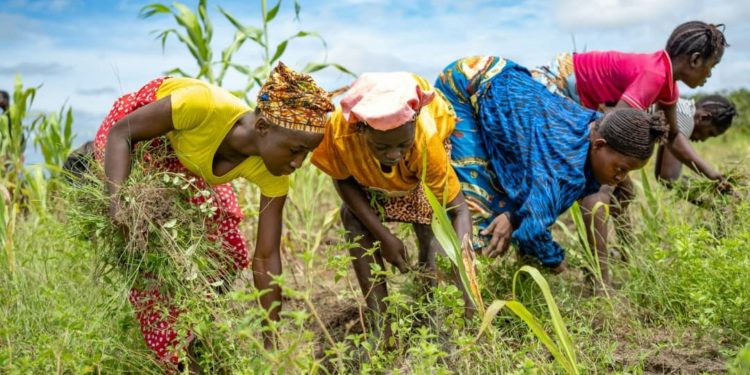 Women farmers in Kenema weed a maize crop land. Image, Mr. Scott, PRO, ministry of agriculture.