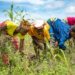 Women farmers in Kenema weed a maize crop land. Image, Mr. Scott, PRO, ministry of agriculture.