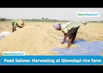 Sierra Leone: Harvesting time at Gbondapi rice farm