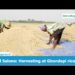 Sierra Leone: Harvesting time at Gbondapi rice farm