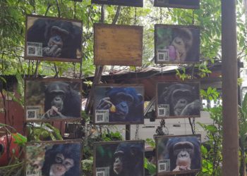 Tacugama is located in a forest reserve called the Western Area Peninsular National Park. Image, Hassan Kamara, manoReporters.