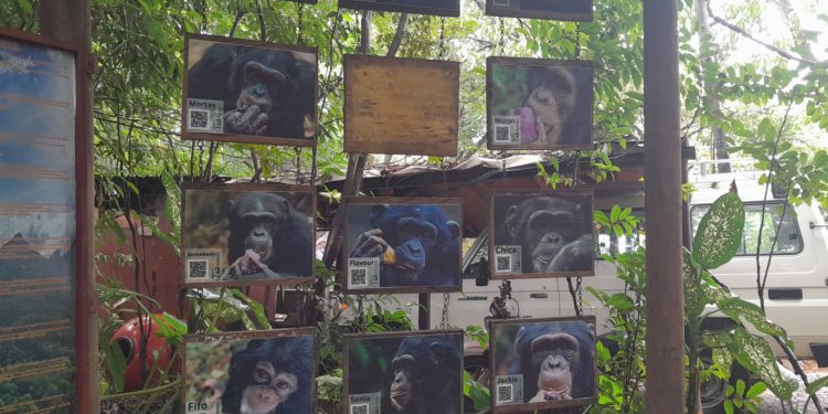 Tacugama is located in a forest reserve called the Western Area Peninsular National Park. Image, Hassan Kamara, manoReporters.