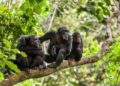 Sierra Leone’s chimpanzees revered as the “Jewel of the Nation” and a symbol of resilience face a dire future as habitat loss accelerates. Image, Emma Black.