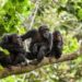 Sierra Leone’s chimpanzees revered as the “Jewel of the Nation” and a symbol of resilience face a dire future as habitat loss accelerates. Image, Emma Black.