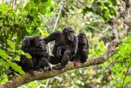 Sierra Leone’s chimpanzees revered as the “Jewel of the Nation” and a symbol of resilience face a dire future as habitat loss accelerates. Image, Emma Black.