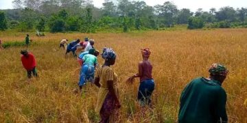 60% of farmers are suffering from the climate effect. Image, Emma Black, ManoReporters.