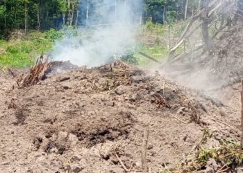 A charcoal production site at Potoru, Barri Chiefdom, Pujehun District, 28th February, 2026. Image, Brima Sannoh, ManoReporter.
