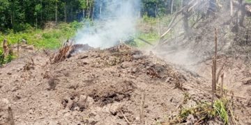 A charcoal production site at Potoru, Barri Chiefdom, Pujehun District, 28th February, 2026. Image, Brima Sannoh, ManoReporter.