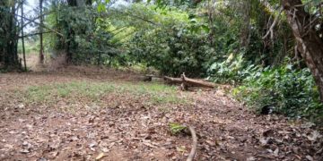 The disputed boundary between Sawula Village and Longo Village, both of which are located in Kanga Chiefdom, Pujehun District. Image, Brima Sannoh, ManoReporters.