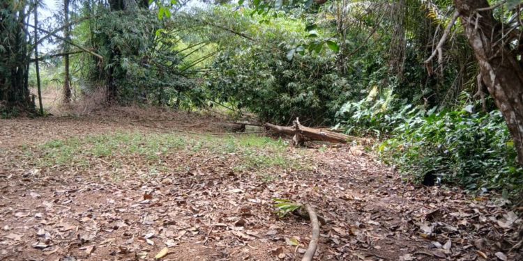 The disputed boundary between Sawula Village and Longo Village, both of which are located in Kanga Chiefdom, Pujehun District. Image, Brima Sannoh, ManoReporters.